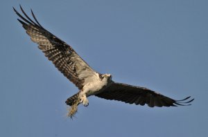 Osprey with Moss