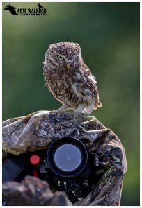 Little Owl