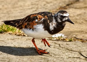 Turnstone