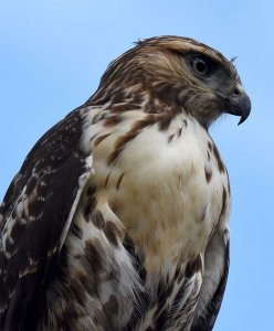 Red-Tail Hawk, Juvenile