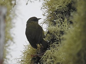 Hawai'i Creeper