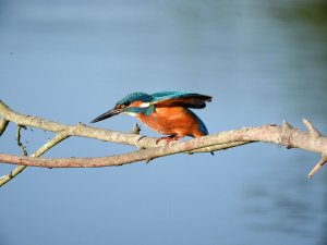 Kingfisher