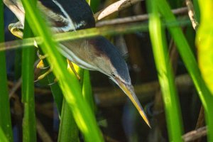 Least Bittern