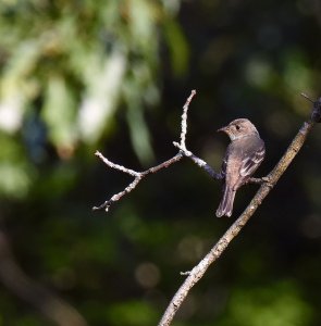 Eastern Phoebe