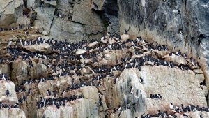 Brunnich's guillemot