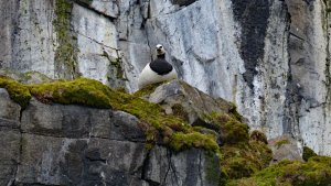 Barnacle goose