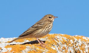 Tree Pipit