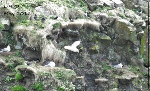 Fulmars and Puffins