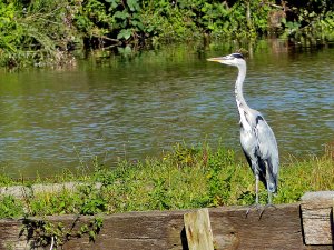 Grey Heron