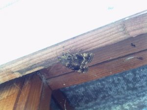 Copper Underwing on the outside of garage window.