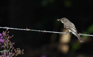 Eastern Phoebe