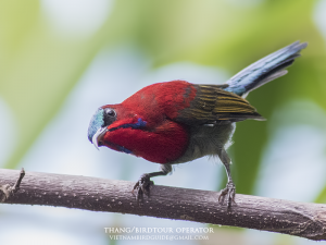 Crimson sunbird