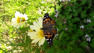 Painted Lady