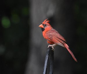 Northern Cardinal