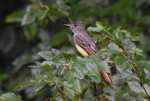 Great Crested Flycatcher