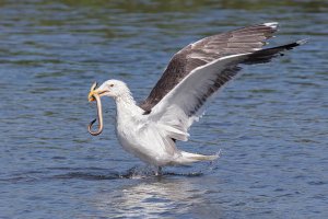 Great black-backed Gull