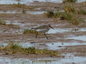 Curlew Sandpiper