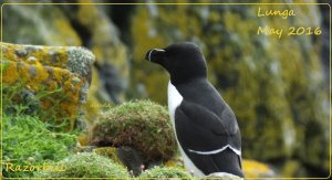 Razorbill