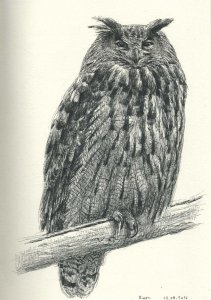 Eagle owl portrait