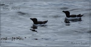 Razorbill