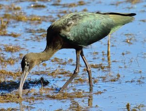 Glossy Ibis