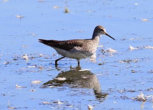 Solitary Sandpiper