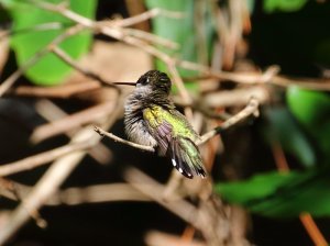 Ruby-throated Hummingbird