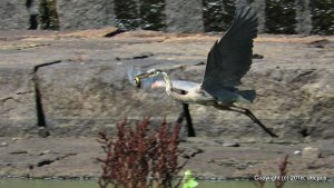 Great Blue Heron Flying with a Fish