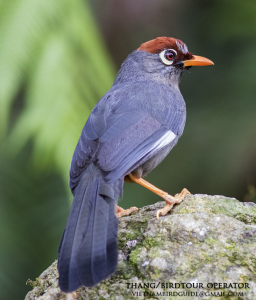 Spectacled Laughingthrush