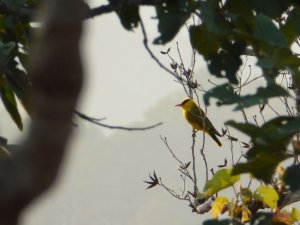 Slender-Billed Oriole