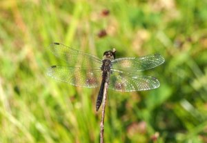 Dragon Fly