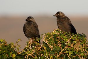 Jackdaw pair