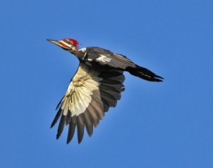 pileated Woodpecker