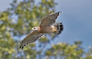 Red-shouldered Hawk