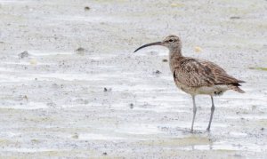 Curlew or whimbrel?