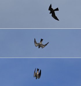 Mississippi Kite Diving Sequence