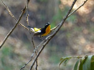 Yellow-Rumped Flycatcher