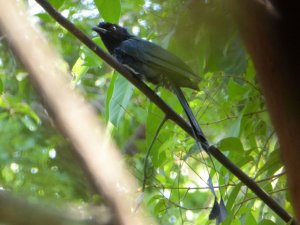 Greater Racket-Tailed Drongo