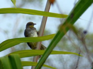 Stripe-Throated Bulbul