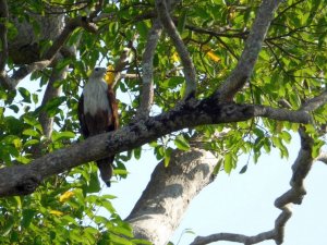 Brahminy Kite