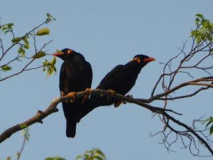 Common Hill Myna