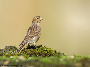 Twite_29th_1_of_1_-2