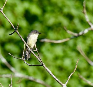 Eastern Phoebe