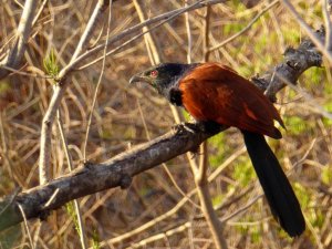 Greater Coucal