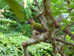 Laced Woodpecker