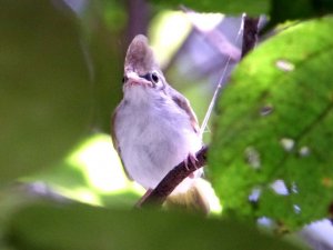 White Bellied Erpornis