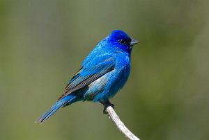 Indigo Bunting