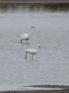 A pair of Little Egrets stalking a small pool.