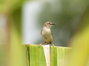 Tawny-Flanked Prinia