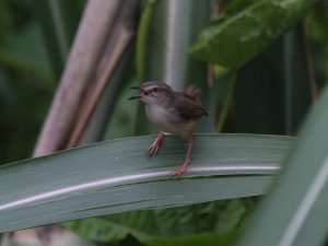 Tawny-Flanked Prinia